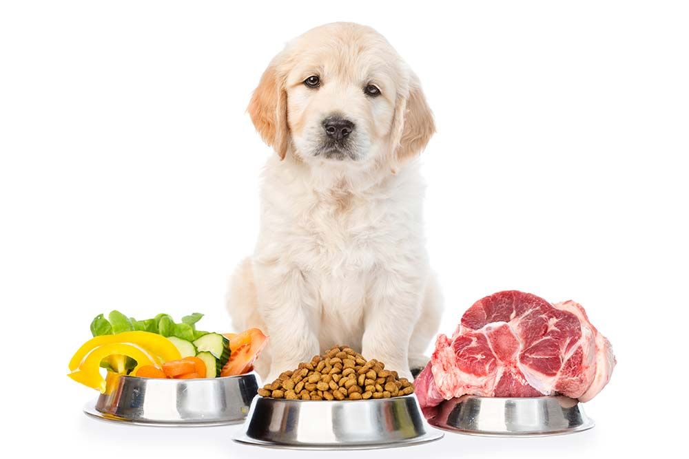 Piensos hipoalergenicos reintroduccion controlada