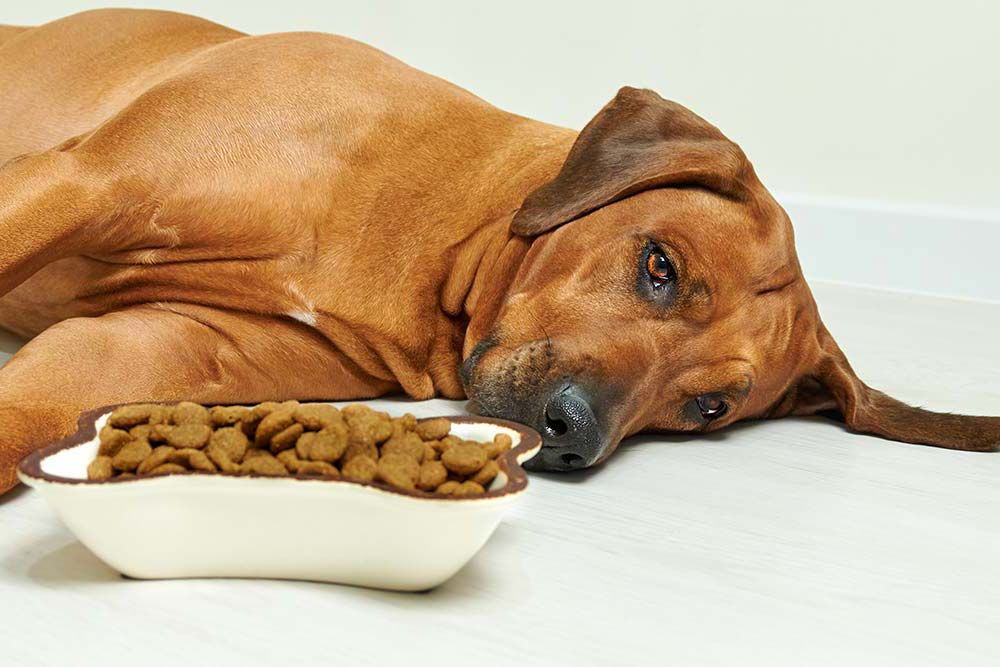 Piensos hipoalergenicos riesgos