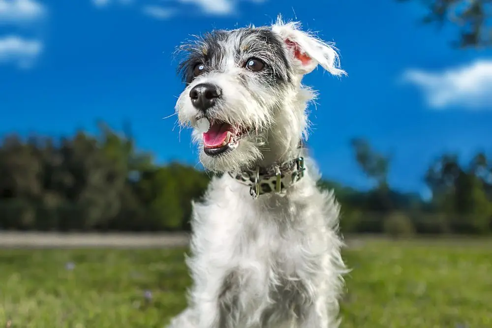 Rusty nombre de perro feliz