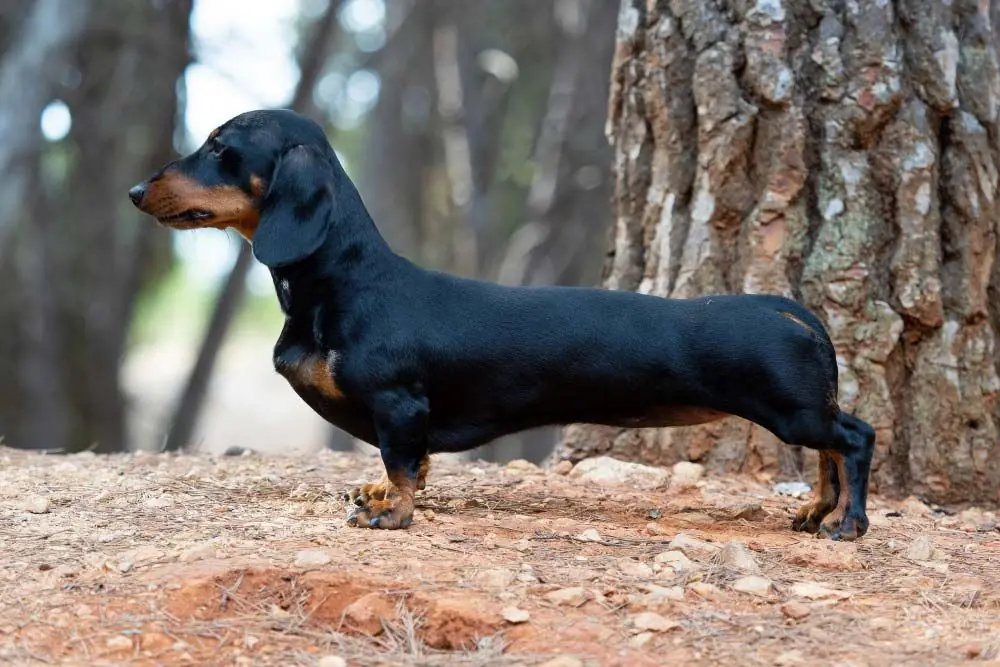 Teckel pelo corto caracteristicas fisicas