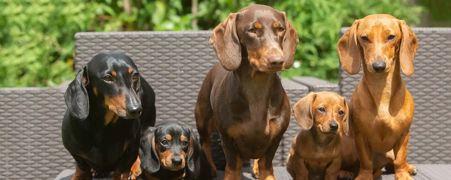 Teckel de Pelo Corto