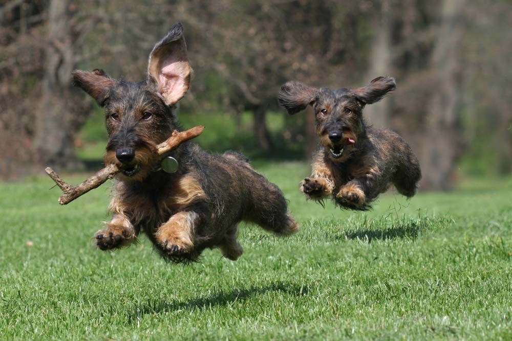 Teckel pelo duro ejercicio