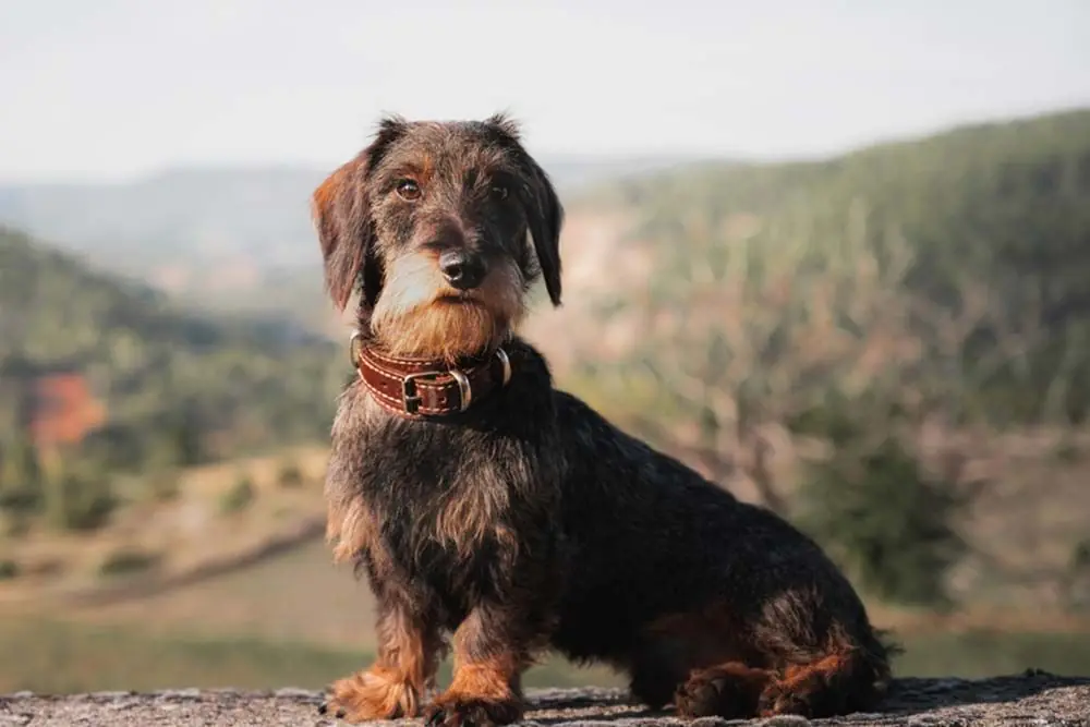 Teckel pelo duro galeria