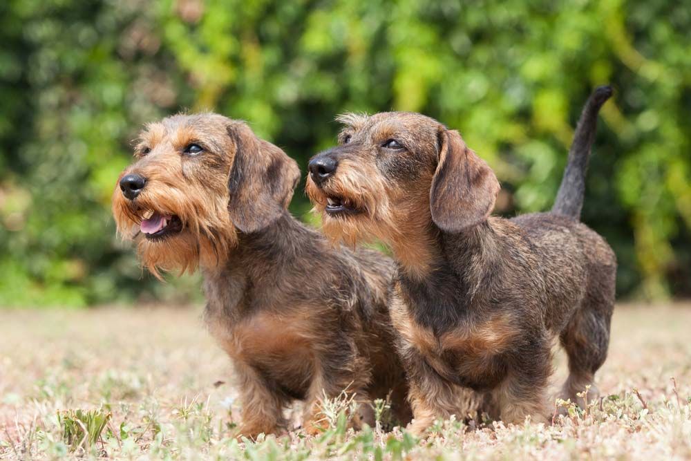 Teckel pelo duro galeria