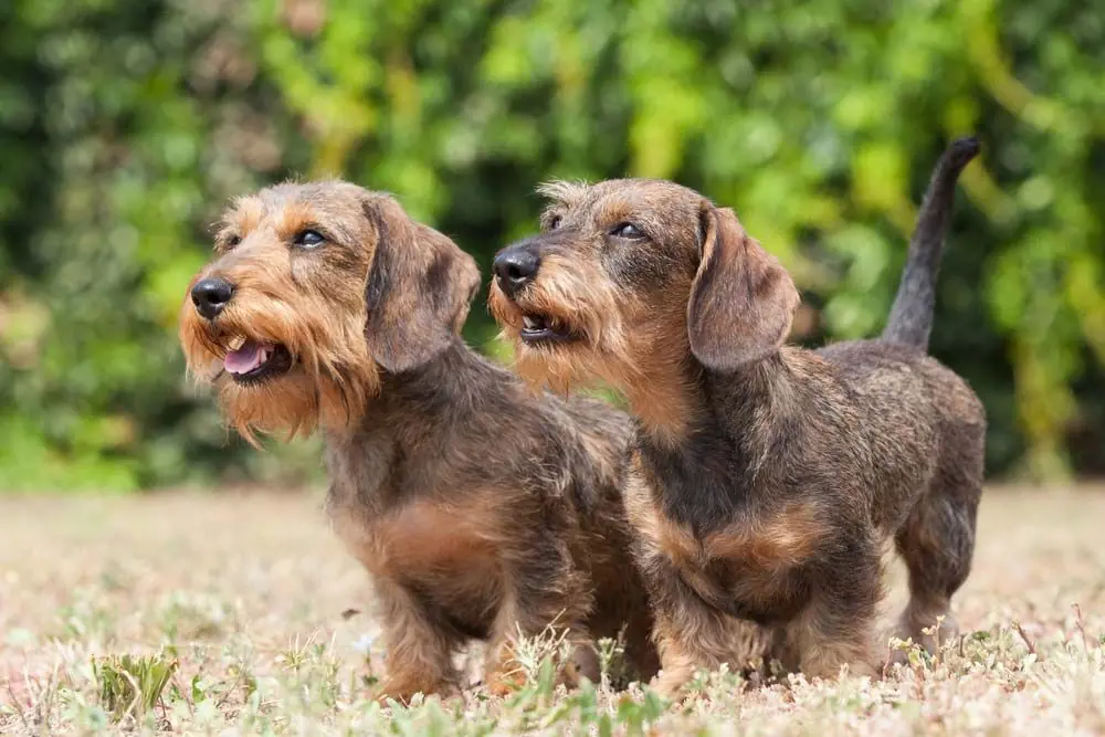 Teckel pelo duro galeria