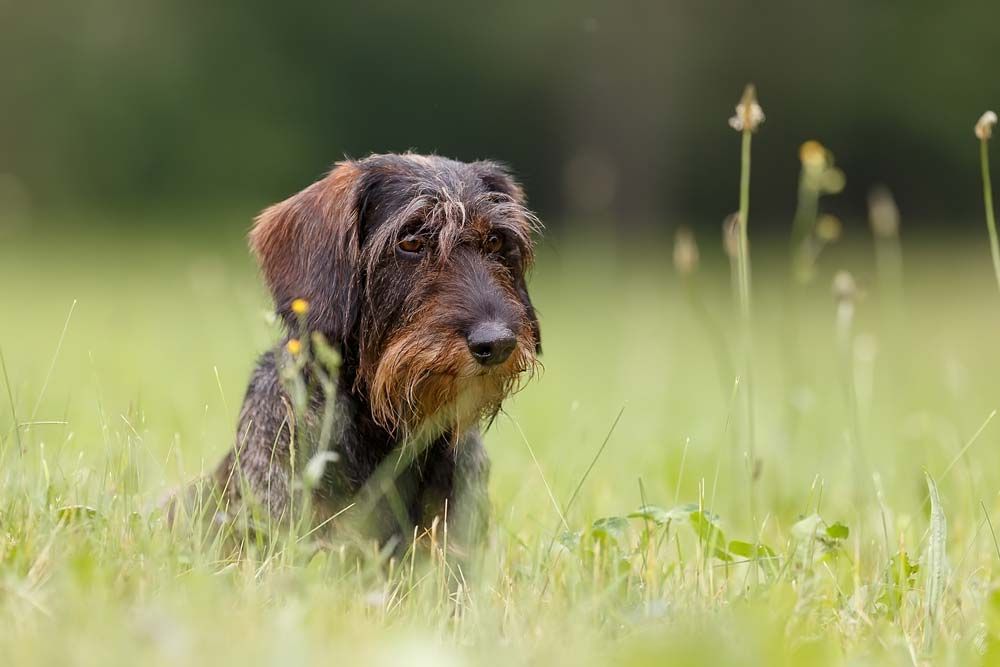 Teckel pelo duro galeria