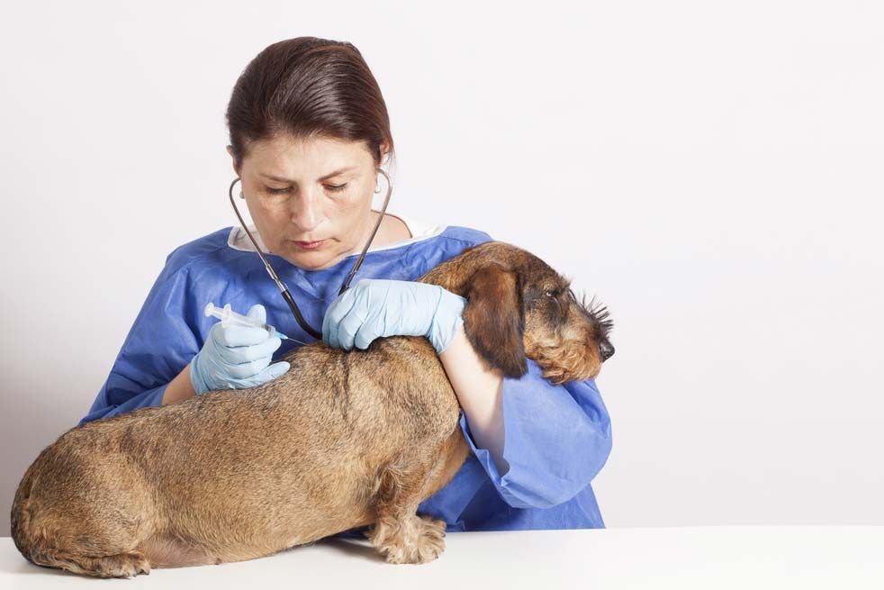 Teckel pelo duro veterinario
