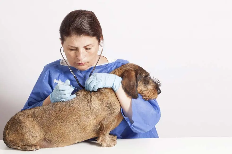 Teckel pelo duro veterinario