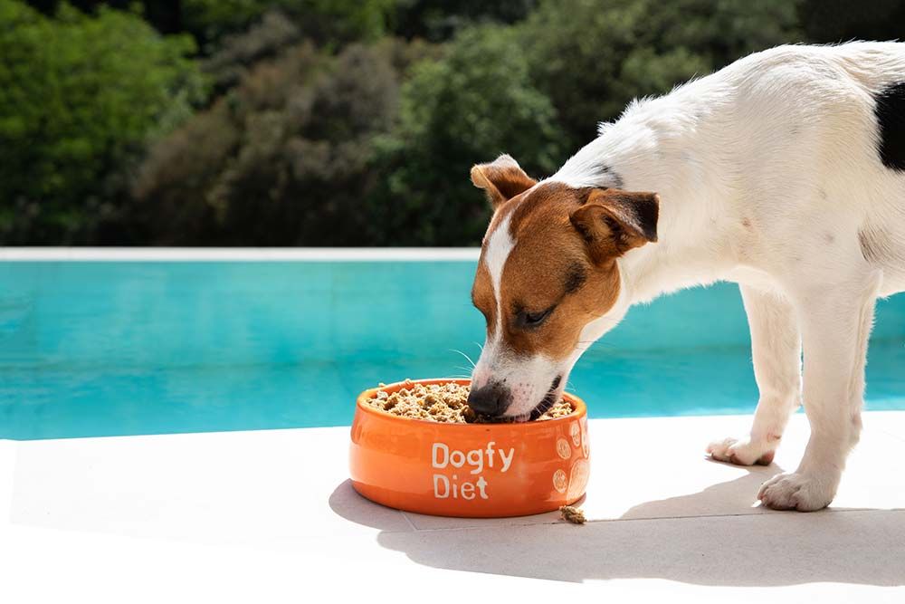 Transicion comida natural