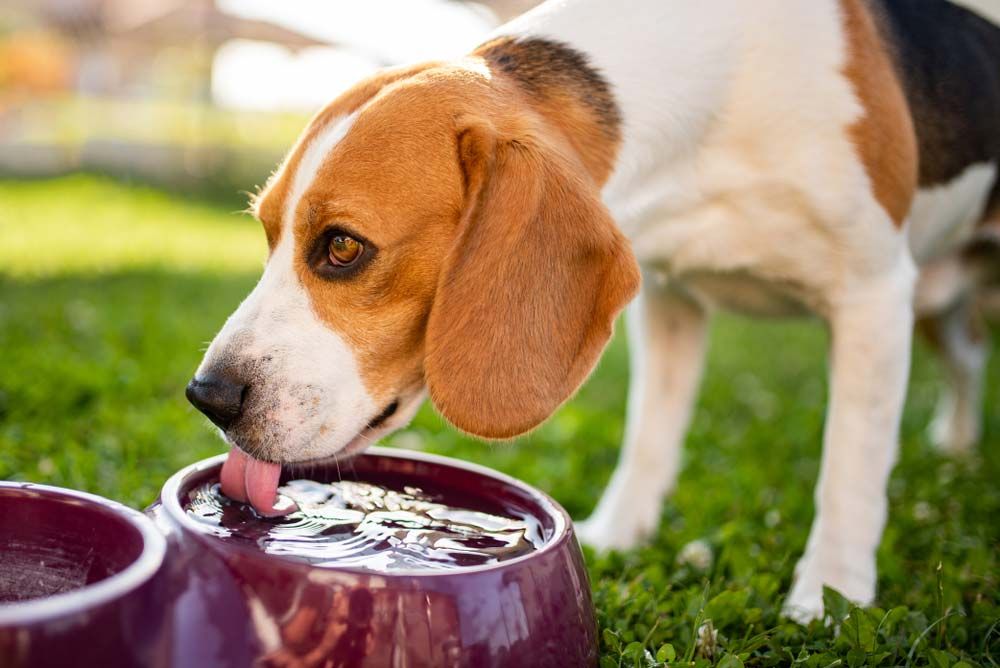 Transicion comida natural agua