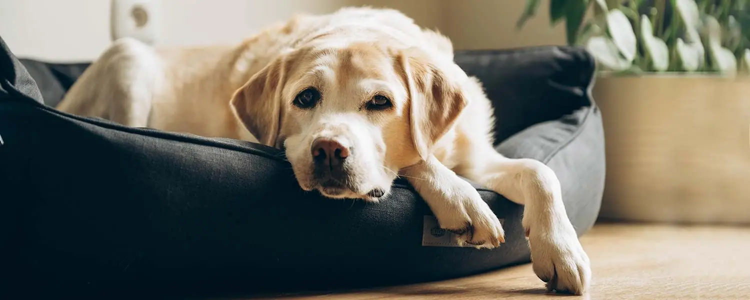 Guía de alimentación para perros Senior