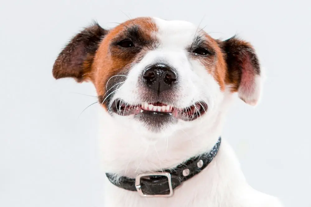 feliz nombre de perro