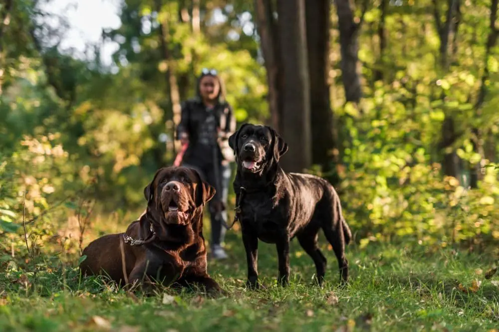 Guía de alimentación para perros de raza grande  