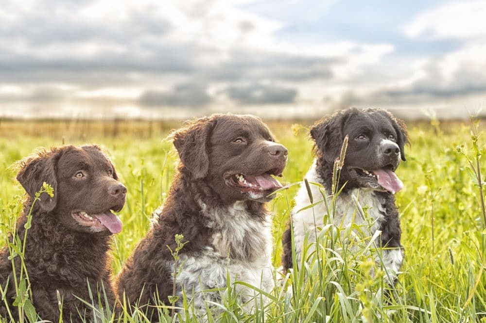 Alimentación para perros de razas grandes