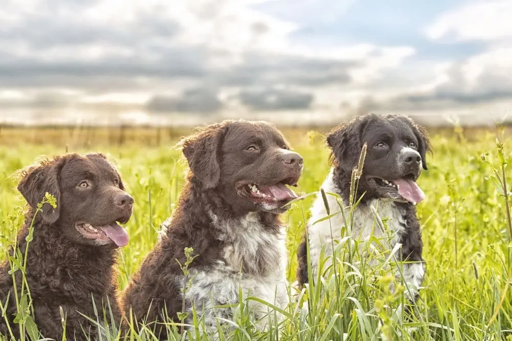 Alimentación para perros de razas grandes