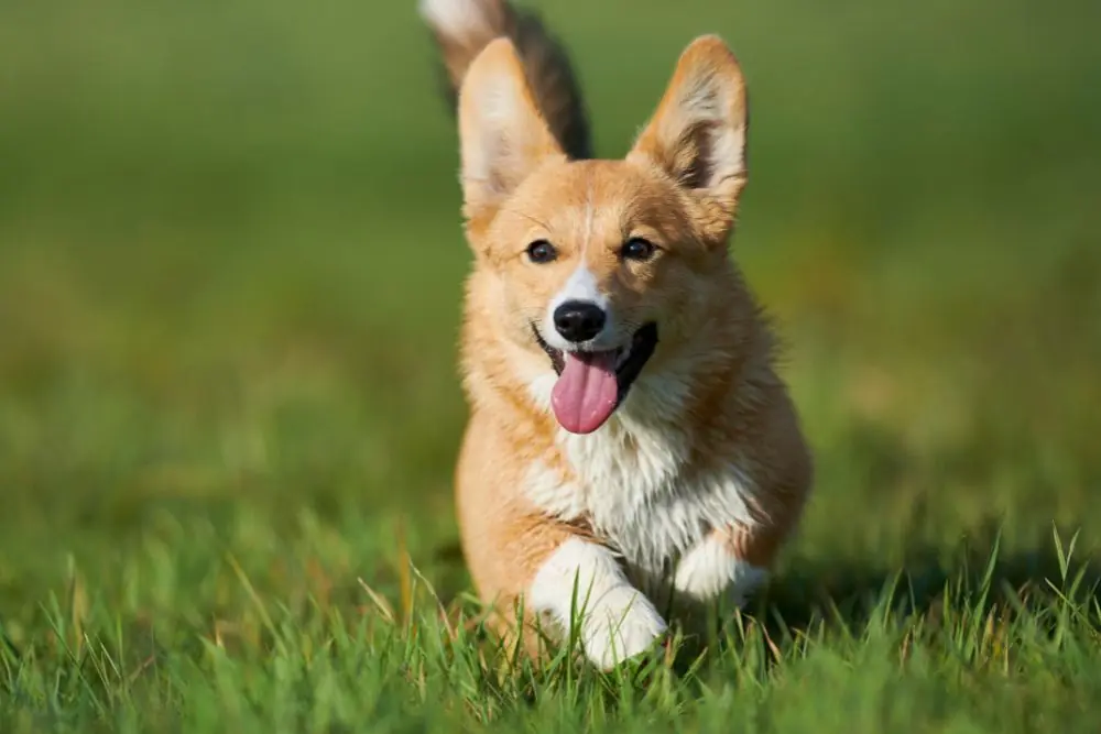 Guía de alimentación para perros de raza mediana 