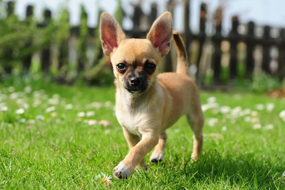 Guía de alimentación para perros de raza pequeña