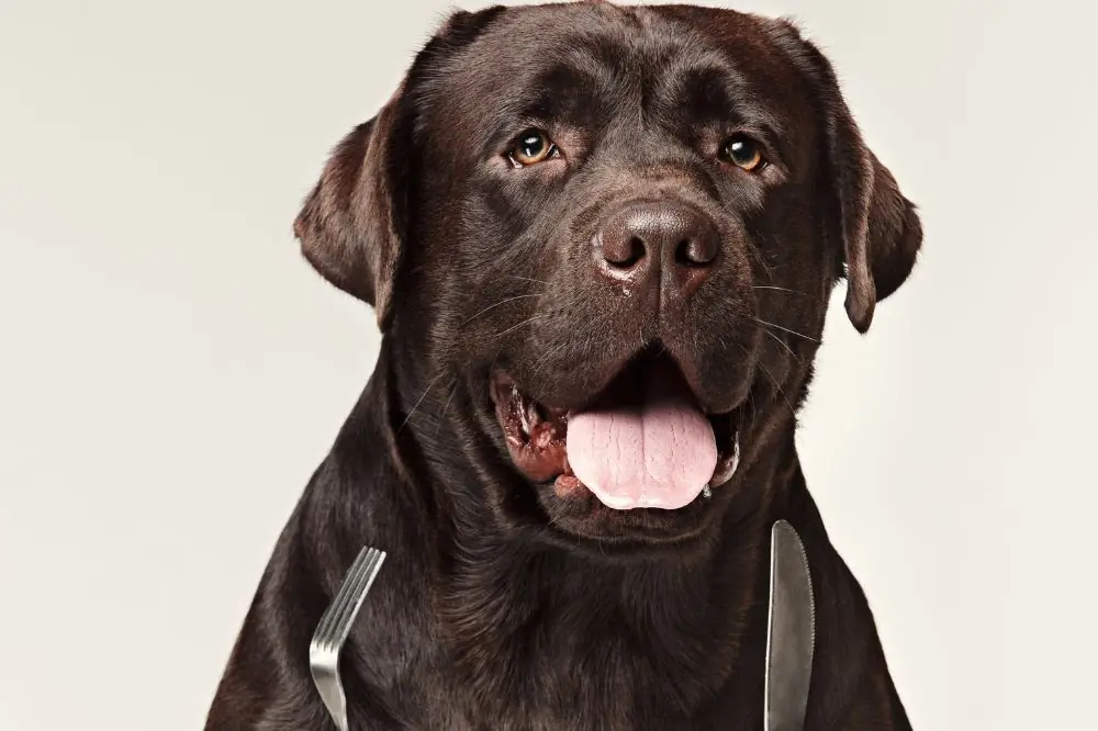 Guía de alimentación para perros de raza gigante 