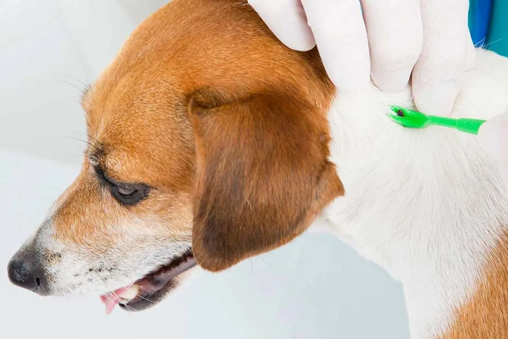 Pulga y garrapata diferencia