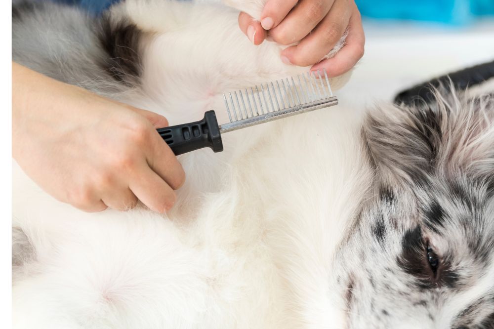 Pulgas como prevenir