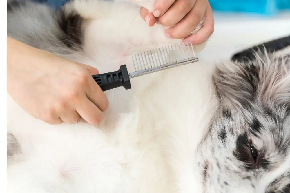 Pulgas como prevenir