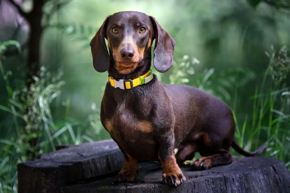 Teckel Chocolate: origen, características y cuidados 