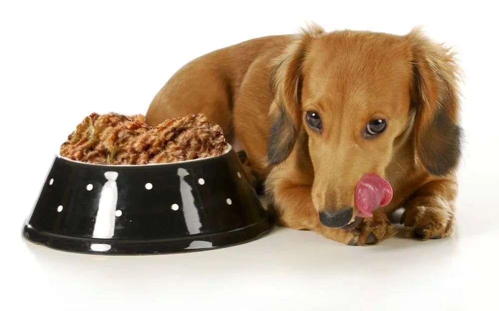 Teckel pelo largo alimentacion