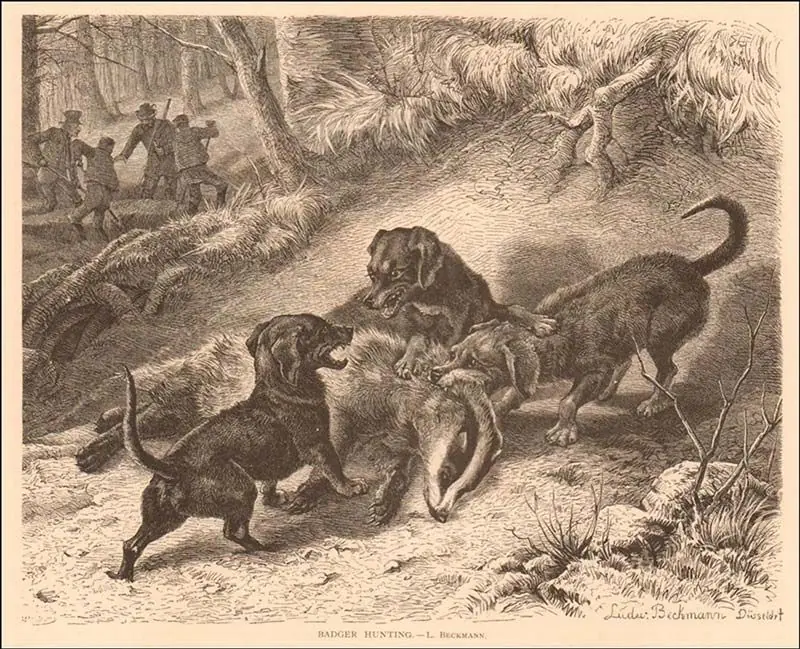 Teckel pelo largo antigua