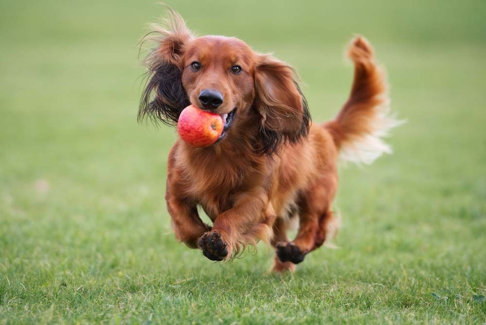 Teckel pelo largo ejercicio