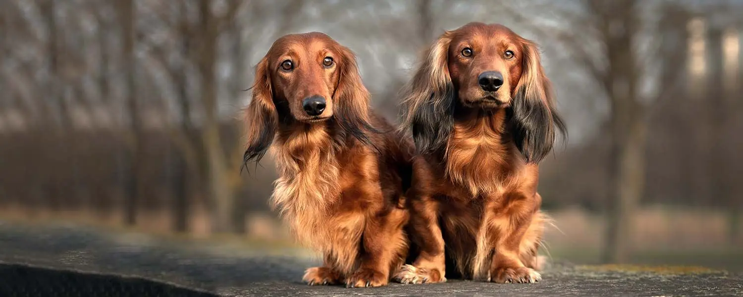 Teckel de Pelo Largo