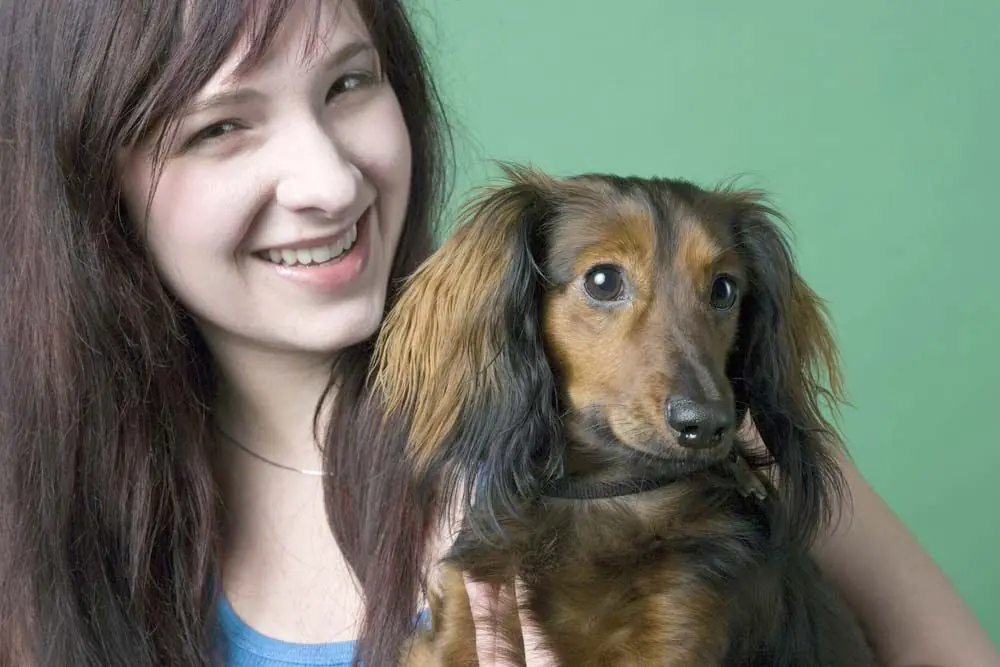 Teckel pelo largo temperamento