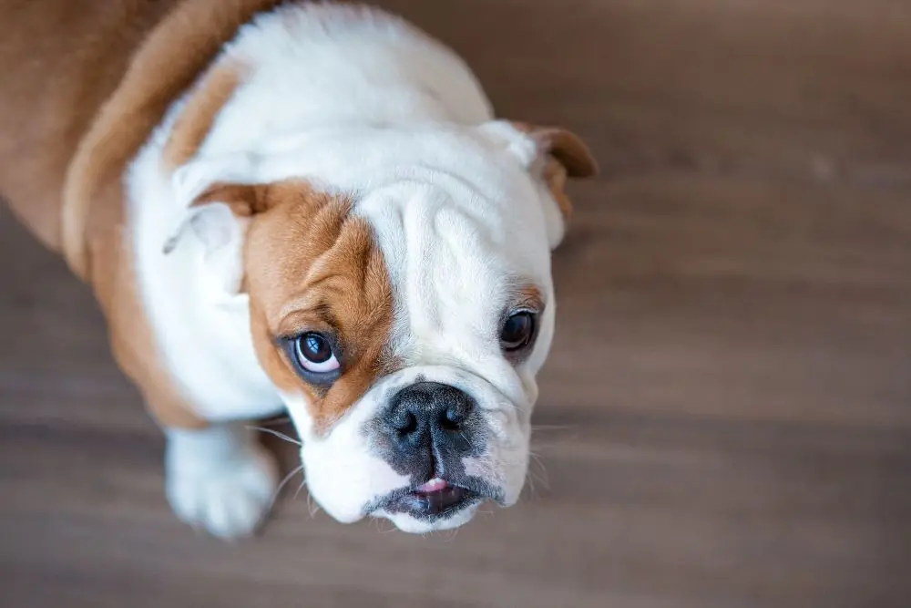 Tipos de alimentos para perros de raza mediana 