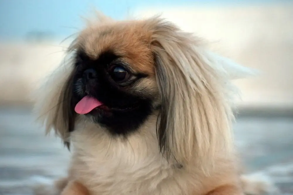education du pekinois