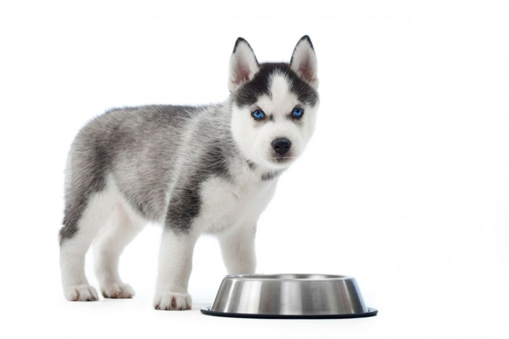 Alimentacion recomendada para el cachorro Husky