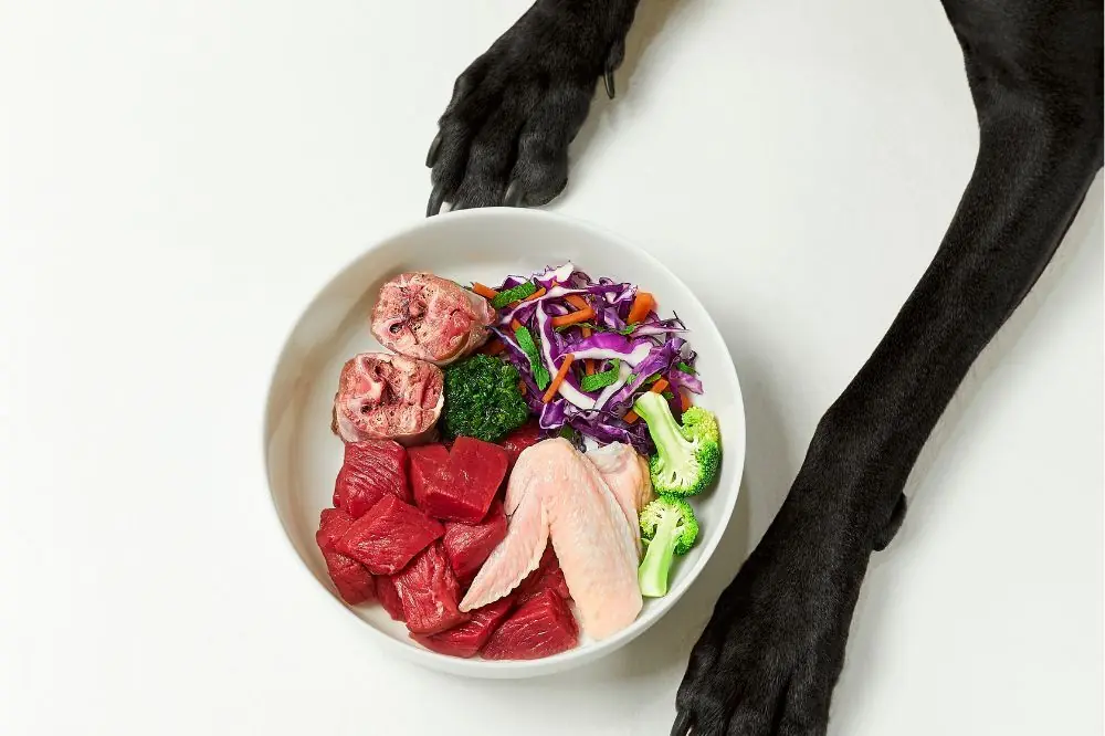 Alternativa a la dieta BARF para perros