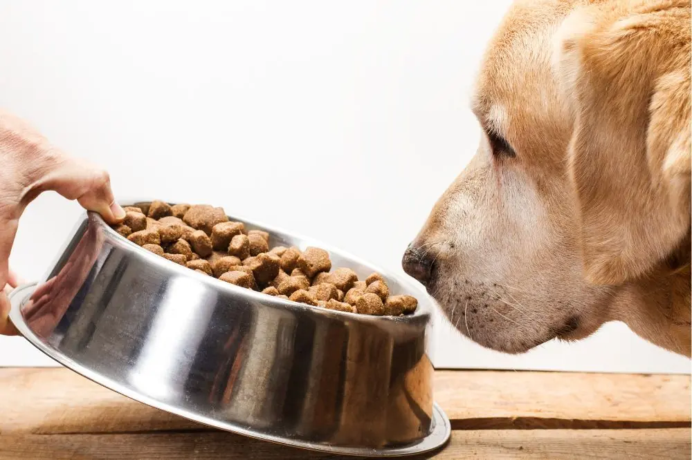 Alternativa para el pienso para perros