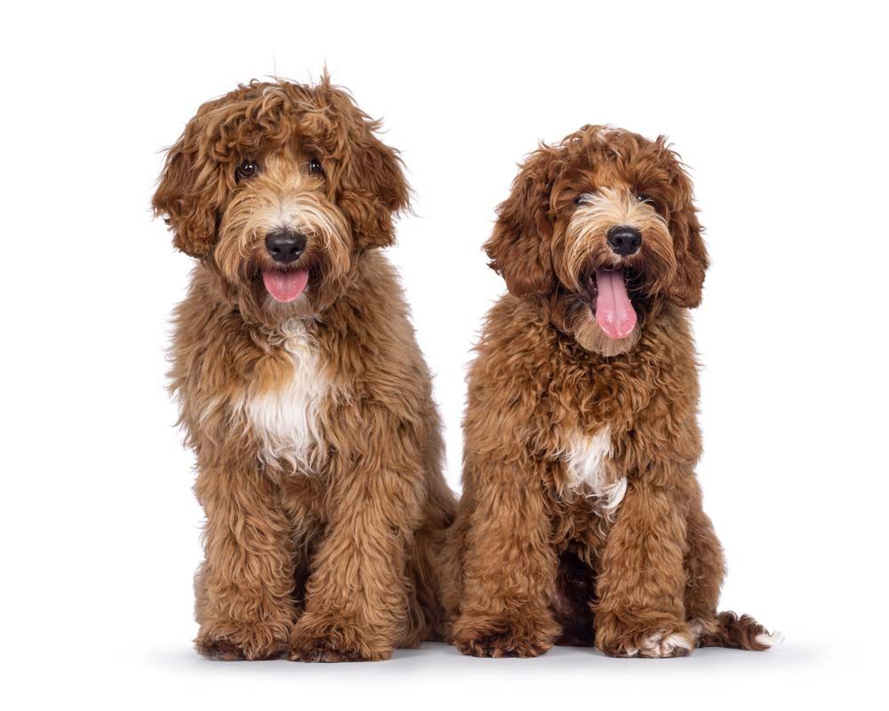 Australian cobberdog