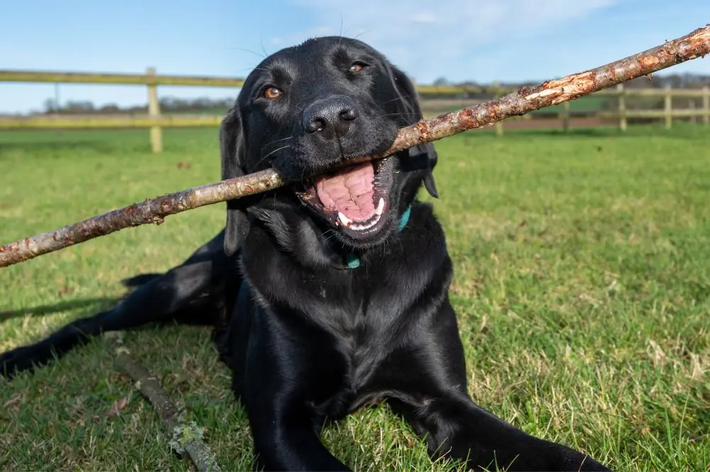 Beneficios de la dieta natural para el Labrador Retriever