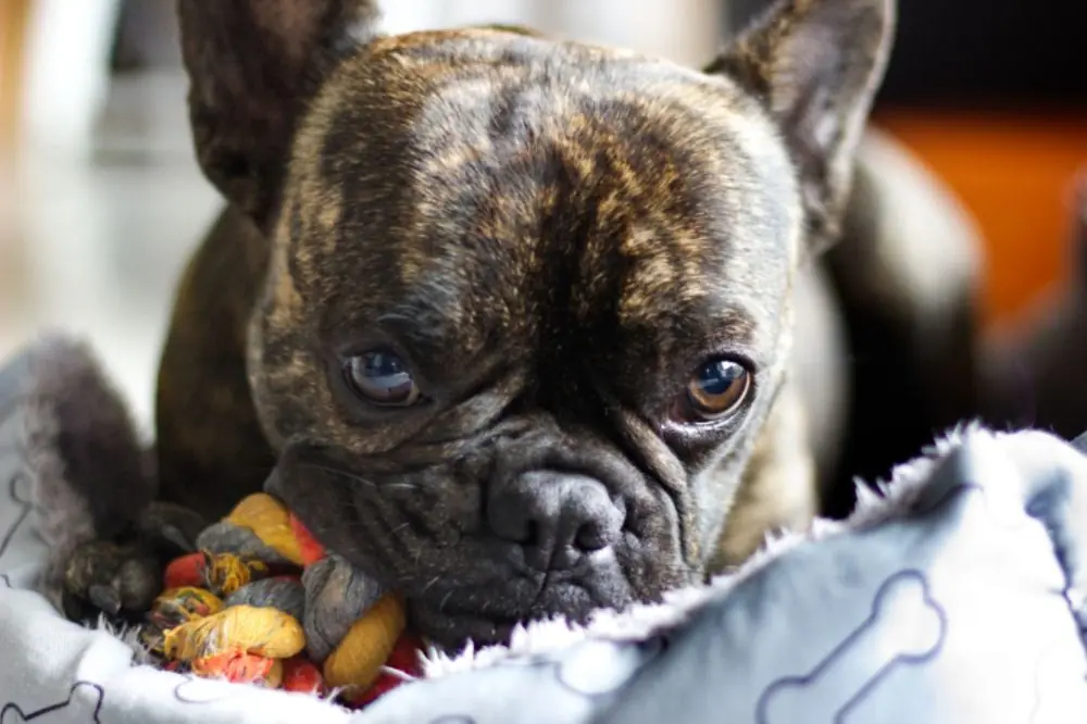 Bulldog Francés Atigrado: origen, características y cuidados 