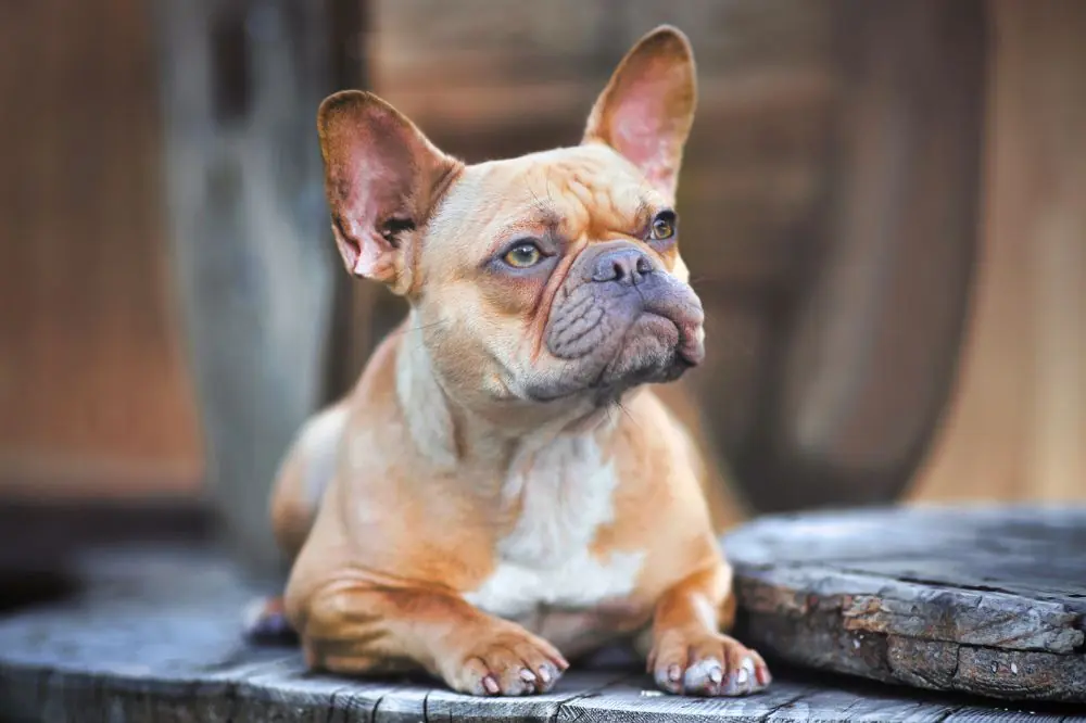 Bulldog Francés Fawn: origen, características y cuidados