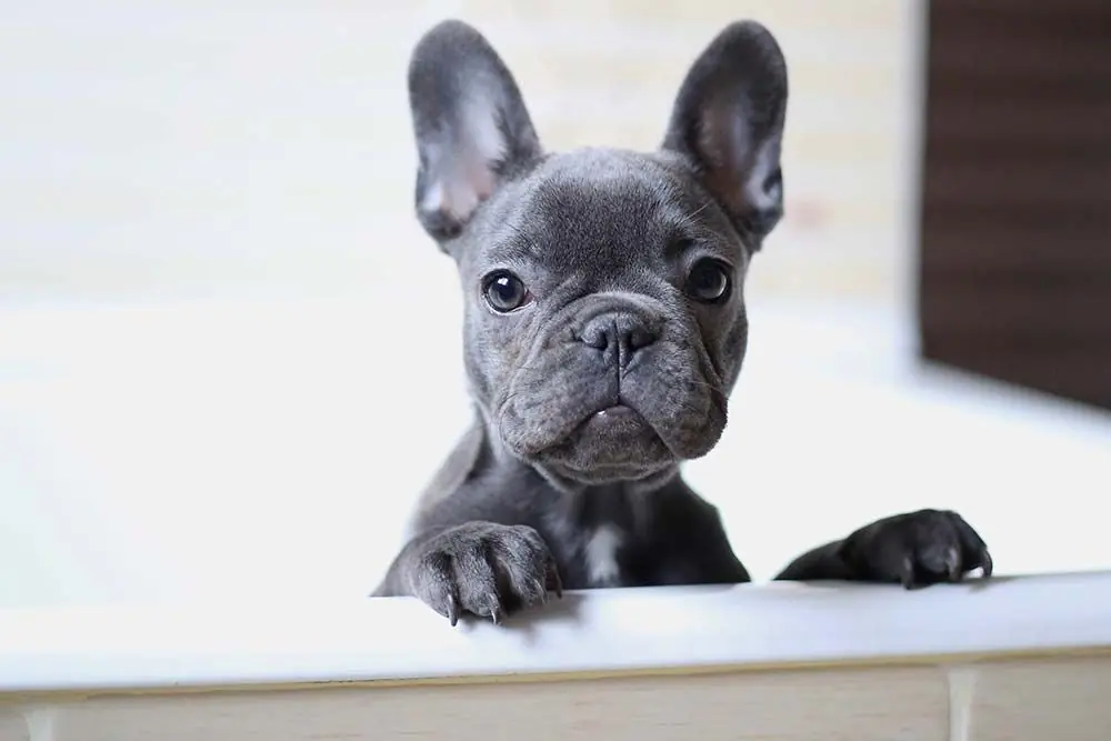Bulldog frances gris