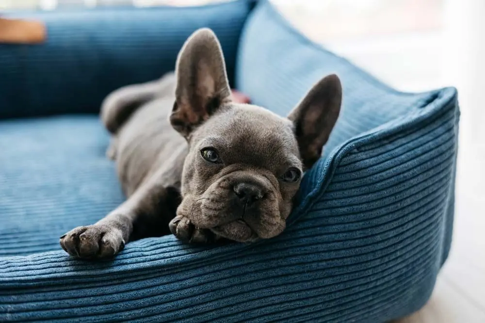 Bulldog Francés Gris: origen, características y cuidados 