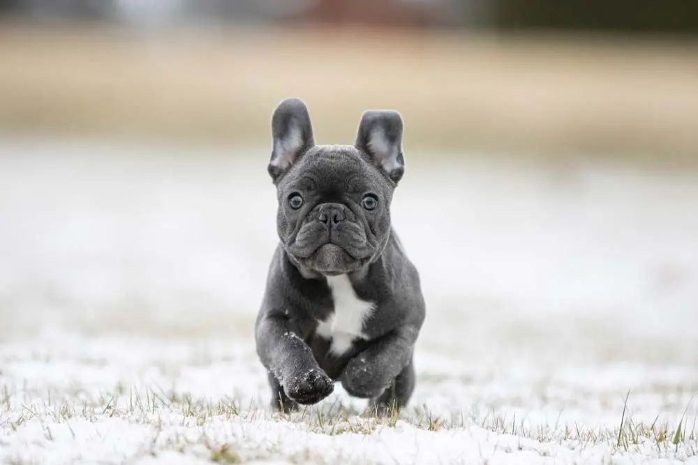 Bulldog frances gris