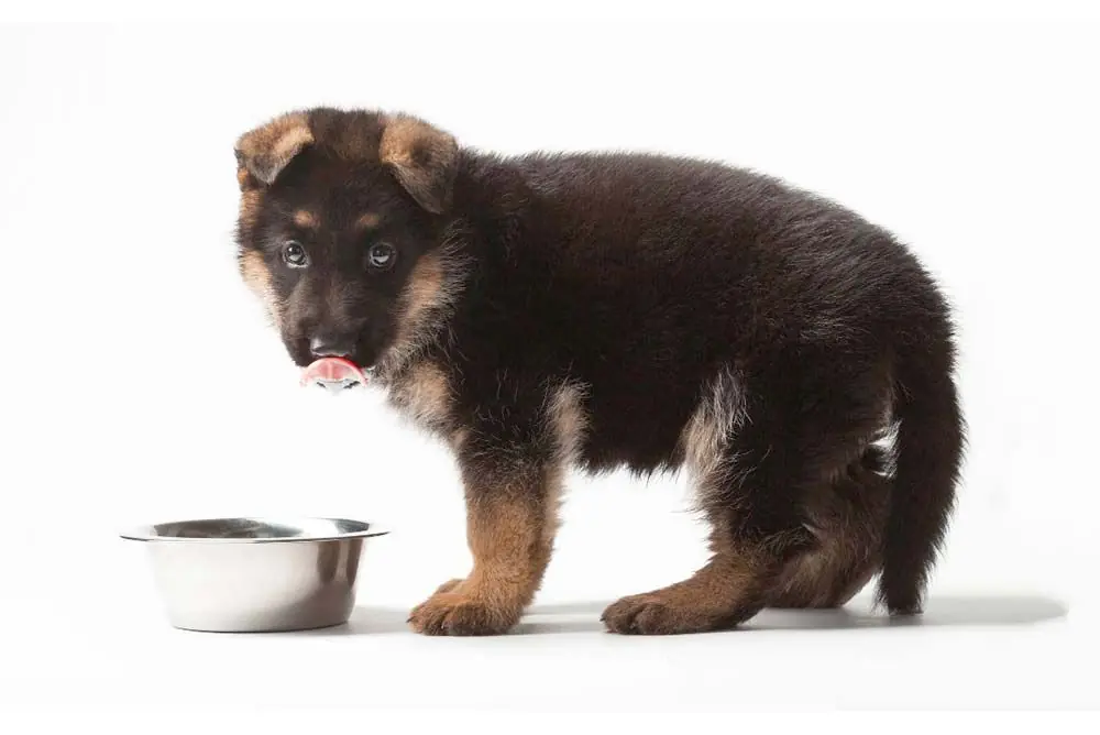 Cachorro pastor aleman comida