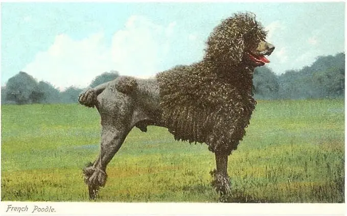 Caniche poodle antigua