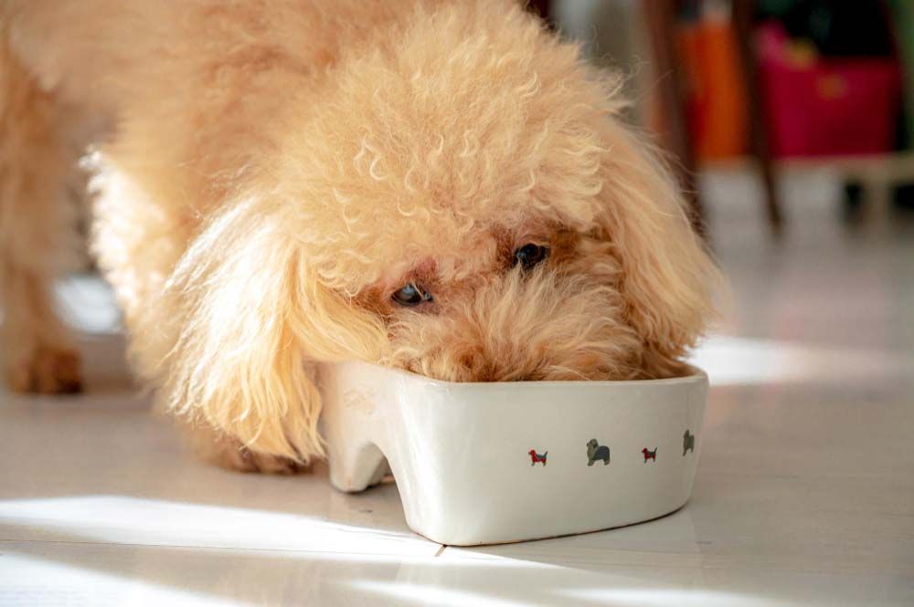 Caniche poodle enano comiendo