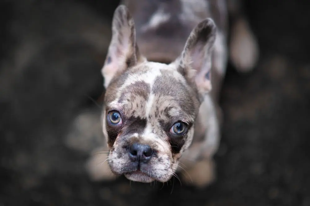 CaracterIsticas Unicas que definen al Bulldog Frances Merle