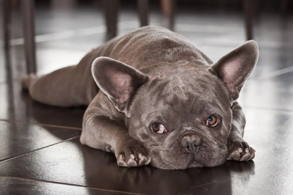 Caracteristicas unicas que definen al Bulldog Frances Blue