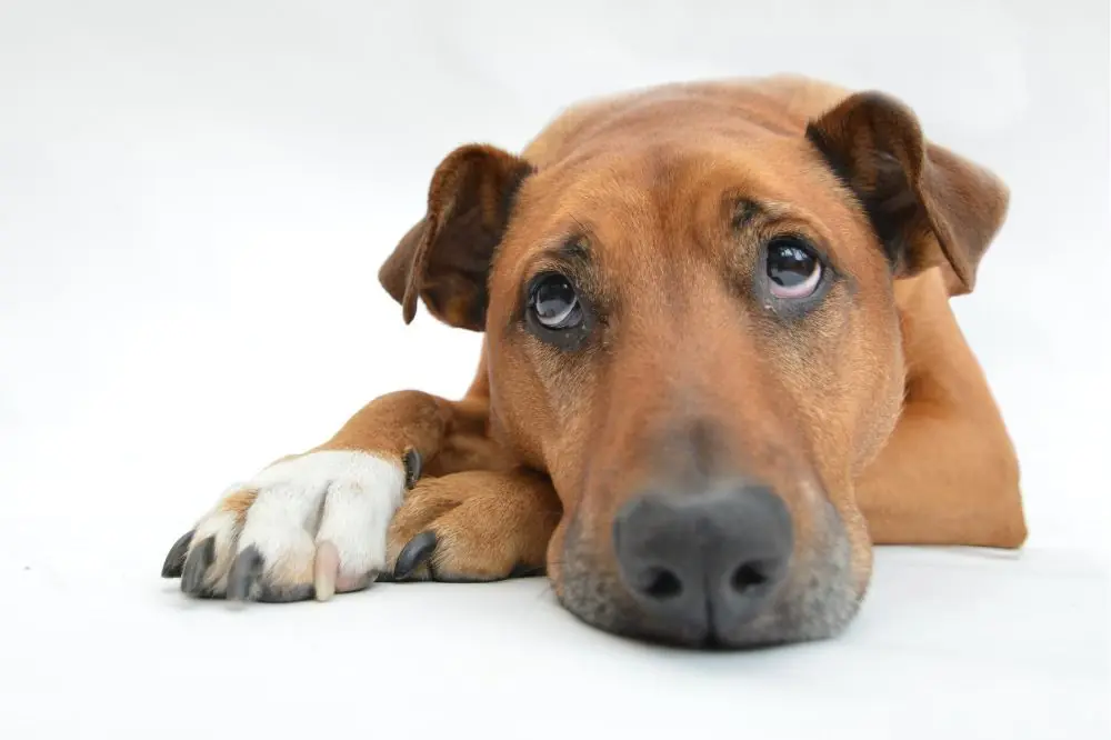 Consejos prácticos para problemas de alimentación en perros