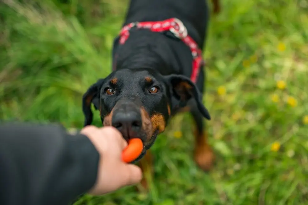 Crianza y socializacion del Doberman